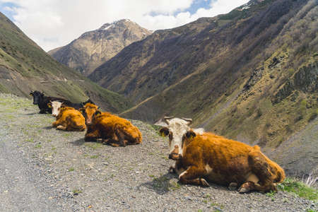 A group of fair brown cows lying down on the gravel road. Picturesque Mountain View And Animals....