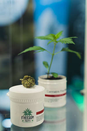 05.28.2022 Warsaw, Poland. Vertical closeup shot of a medical CBD marijuana top and a small plant standing next to each other in a glass showcase. . High quality photoのeditorial素材