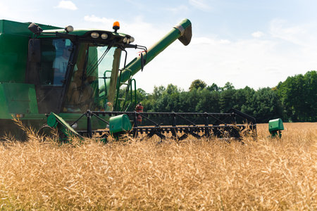 Rapeseed pods. Combine harvesting oilseed rape in the middle of a large field in a rural area during...