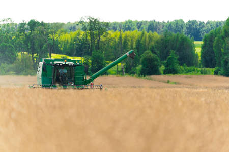 rapeseed harvesting, good prosperity concept. High quality photoの写真素材