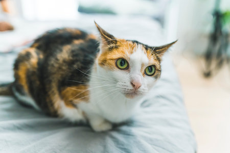 Black-ginger-and-white cat with amazing big fluorescent green eyes looking behind the camera while sitting on bed. Domestic pet concept. High quality photoの写真素材