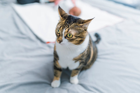 Adorable tricolor cat with green eyes looking to the side sitting in bed with mother changing her newborn baby in the background. Family pet. Horizontal indoor shot. High quality photoの写真素材
