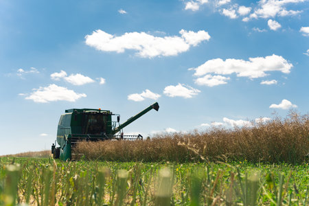 08.05.2022 - Warsaw, Poland - Rape Seed Harvesting. A big modern combine harvester with a revolving reel and auger cutting oilseed rape crop on a farm field. High-quality photoのeditorial素材