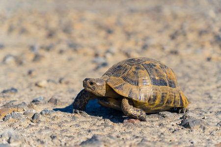Cute single turtle walking on pebble road. Reptiles known as Testudines coexisting in the world full...