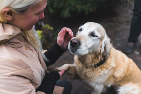 Old semi golden retriever closes his eyes, loves being pet, and gives a paw to caucasian young adult woman who is a charity worker. High quality photoの写真素材