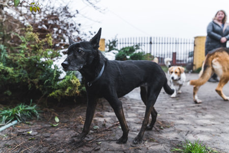 Shy black medium mixed-breed black dog wanders off his dog friends. Outdoor full-length shot. Several dogs and private dog shelter owner in the background. . High quality photoの写真素材