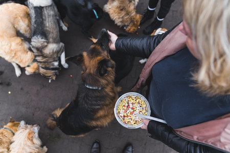 Top view of caucasian person holding bowl of snacks for dogs and giving one snack to German shepherd. Private shelter for homeless dogs. High quality photoの写真素材