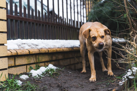 Angry wary medium mixed-breed dog hiding next to dog shelter fence behind the trees and looking at something outside the shot. High quality photoの写真素材