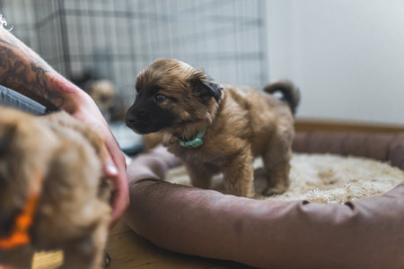 Shy brown saved puppy dog standing in dog bed and sniffing unrecognizable tattooed persons hand....