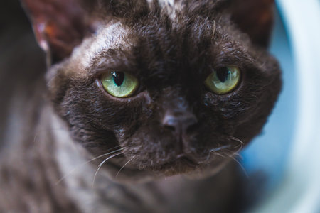Close portrait of dark grey Devon Rex cat looking at the camera. High quality photo