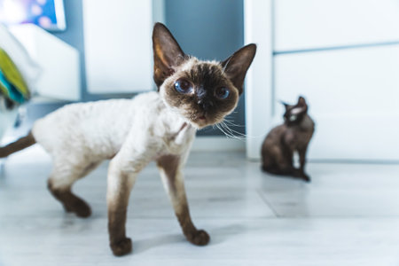 Two Devon Rex cats. High quality photo