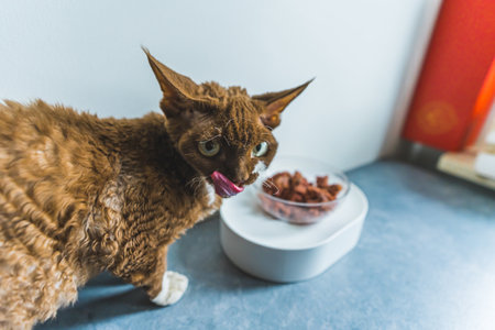 Brown Devon Rex cat eating out of bowl. High quality photo