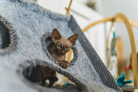 Brown Devon Rex cat sitting inside a cat house. High quality photo