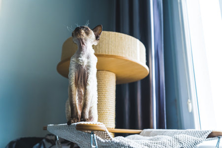 Low angle shot of a Devon rex cat sitting and looking up with a scratching post in the background....