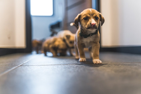 Rescued little puppies in a volunteer foster home. High quality photoの写真素材