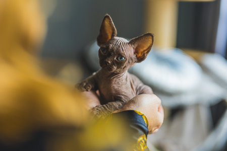 Unrecognizable woman having Devon Rex kitten laying in her hands. High quality photo