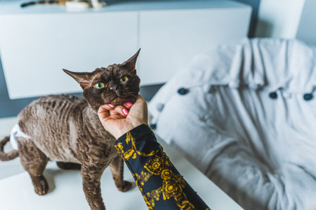 Woman hand stroking tortoiseshell Devon Rex cat under head. High quality photo