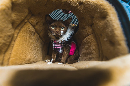 Photo of a Devon rex cat sitting inside a cat house with soft interior. Medium shot. Pet concept....