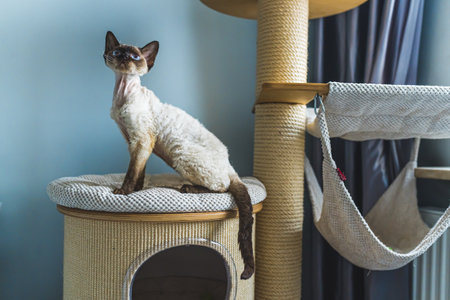Pointed chocolate Devon Rex cat at claw scratching post. High quality photo
