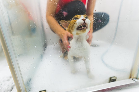 Picture of a distressed white and beige cat being showered. Medium shot. Pet concept. High quality photoの写真素材