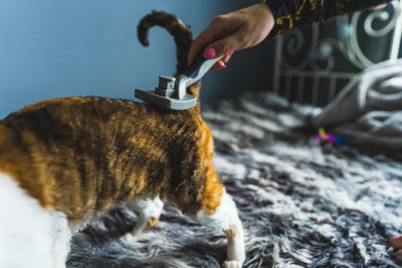 A Devon rex cat being brushed while standing on a bed. Pet concept. Medium shot. High quality photoの写真素材