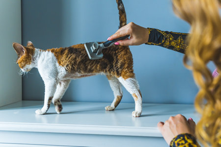 Unrecognizable woman brushing calico tortoiseshell Devon Rex cat . High quality photoの写真素材