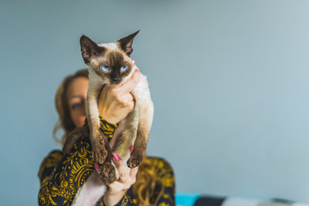 Front view of woman holding Devon Rex cat in the air. High quality photo