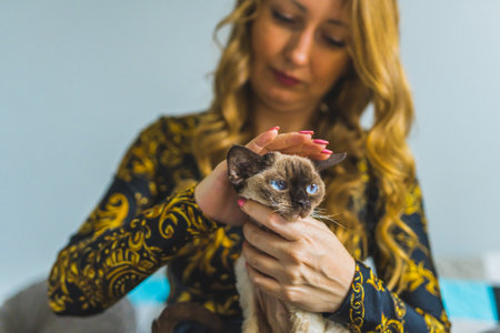 Woman stroking pointed chocolate Devon Rex cat. High quality photoの写真素材