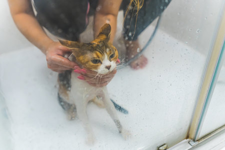 Overhead shot of an unhappy cat being showered. High quality photoの写真素材