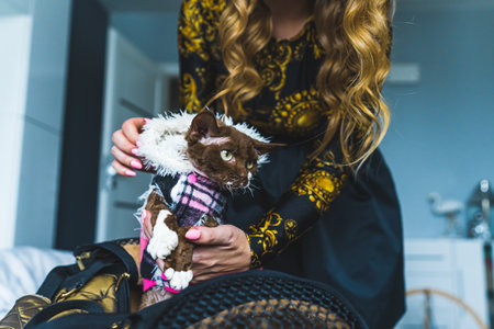 Devon rex cat sitting on a womans lap. Pet concept. Medium shot. High quality photo