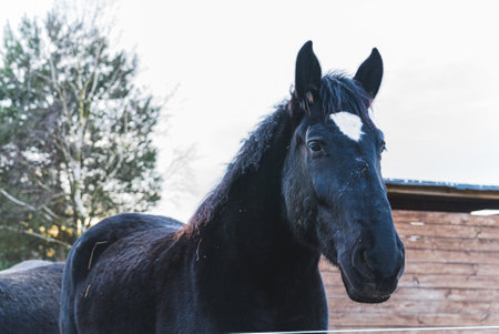 The big black Friesian horse look at the camera. Outdoor. Close up. . High quality photo
