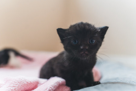 Closeup black newborn kitten with blue eyes looking into the camera. High quality photoの写真素材