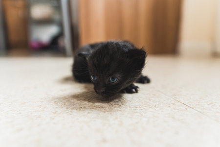 Black newborn kitten crawling on the floor. High quality photoの写真素材
