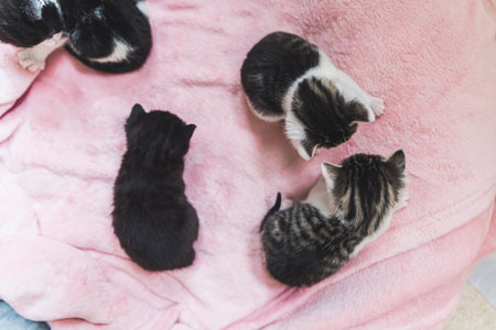 Overhead view of three kittens playing on the pink blanket . High quality photoの写真素材