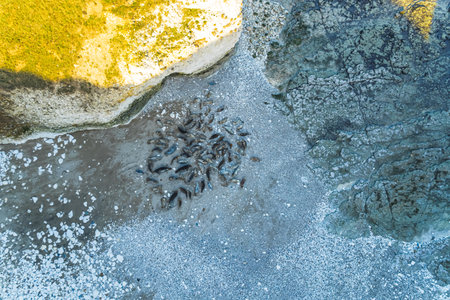 aerial shot of seals lying on rocky sand in Flamborough Head, United Kingdom. High quality photo
