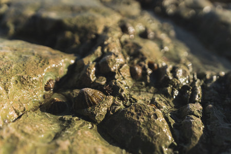 close-up shot of rock formation and dark-colored limpet snails on it, Flamborough Head, Yorkshire,...
