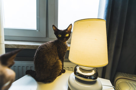 Devon rex cat sitting next to the lamp on the table, pets at home. High quality photo