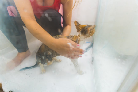 Devon rex cat taking a shower with its owner, pets concept. High quality photoの写真素材