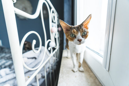Devon rex cat standing on the window-sill and looking forward, pets concept. High quality photoの写真素材