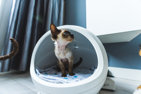 cute Devon rex cat sitting on its bed, taking care of pets. High quality photoの写真素材
