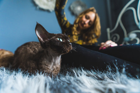 Devon rex cat having fun with an owner on the bed, playing with a pet. High quality photoの写真素材