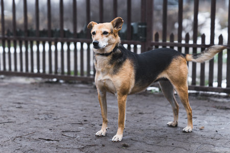 full view of a street dog in the shelter, homeless and abandoned dogs. High quality photoの写真素材