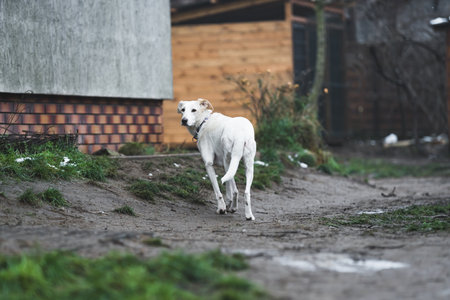 cute white dog in the shelter, abandoned and homeless dogs. High quality photoの写真素材