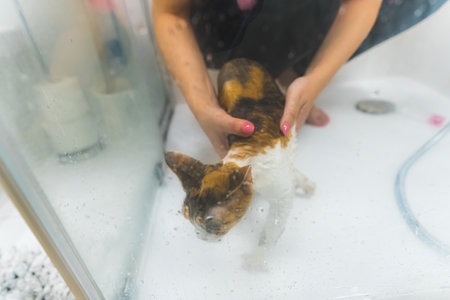 high-angle view of a Devon rex cat taking a shower by its owner, cats concept. High quality photo