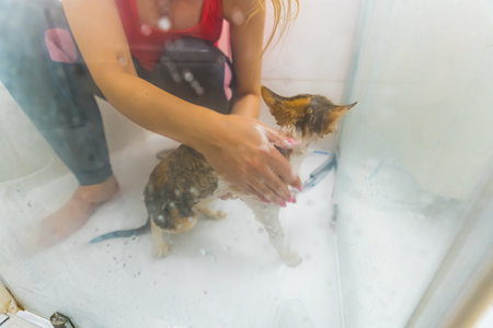 Scared wet Devon Rex cat given a shower by woman, pets concept. High quality photoの写真素材
