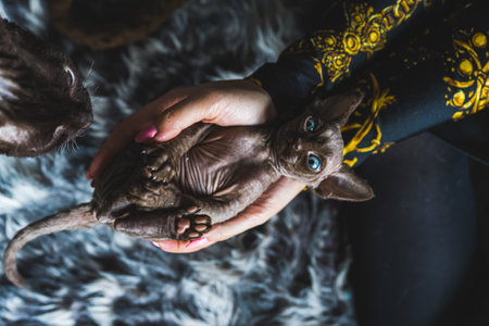 Devon rex cat having a great time with an owner, humans and pets. High quality photoの写真素材