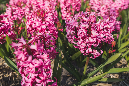Closeup shot of hot pink hyacinth cultivation in the Netherlands illuminated by sunshine. Gift idea concept. High quality photoの写真素材