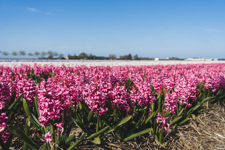 Beautiful Plants Flowers Cultivation. Hyacinth field in the Netherlands. The Dutch flower bulb district. Closeup shot. High quality photoの写真素材
