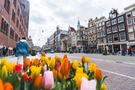 View of classic Amsterdam street with beautiful colourful tulips in the foreground. Cloudy day over the Netherlands. High quality photoの写真素材