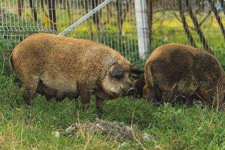 Mangalica pigs grazing on fresh grass on a free range farm. High quality photoの写真素材